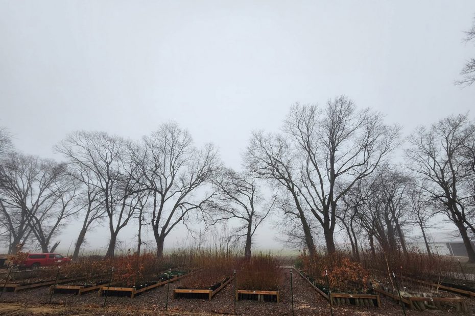 Gray sky with large trees in silhouette in a line and the nursery with plants laid out in foreground.
